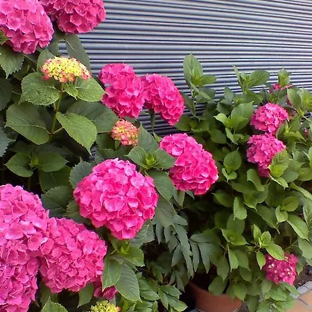 Guest house Josep 2*